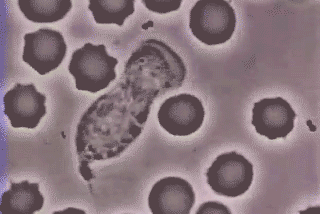 (白细胞正在追逐并吞噬细菌)